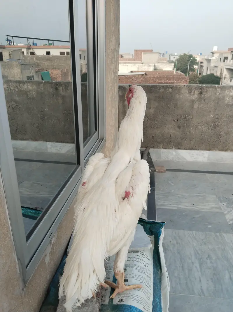 Shamo — photo 7