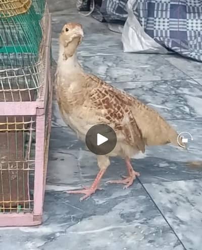 Irani Male and Female Available Breeder