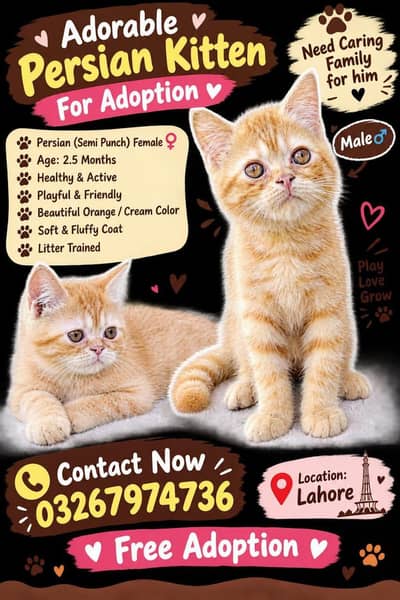 semi persian double coated kittens