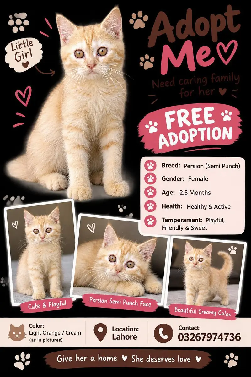 semi persian double coated kittens — photo 2