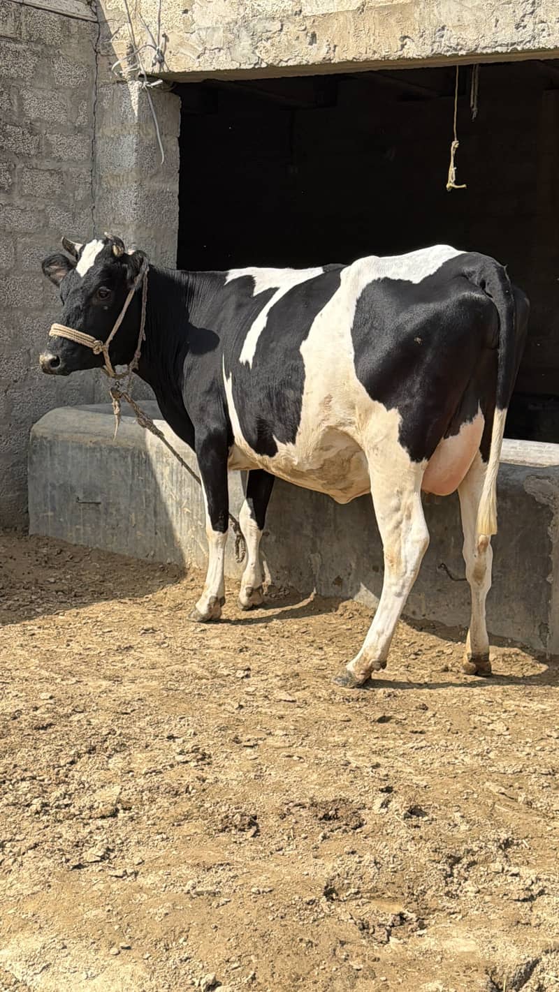 تیار گبھن ویڑی 2