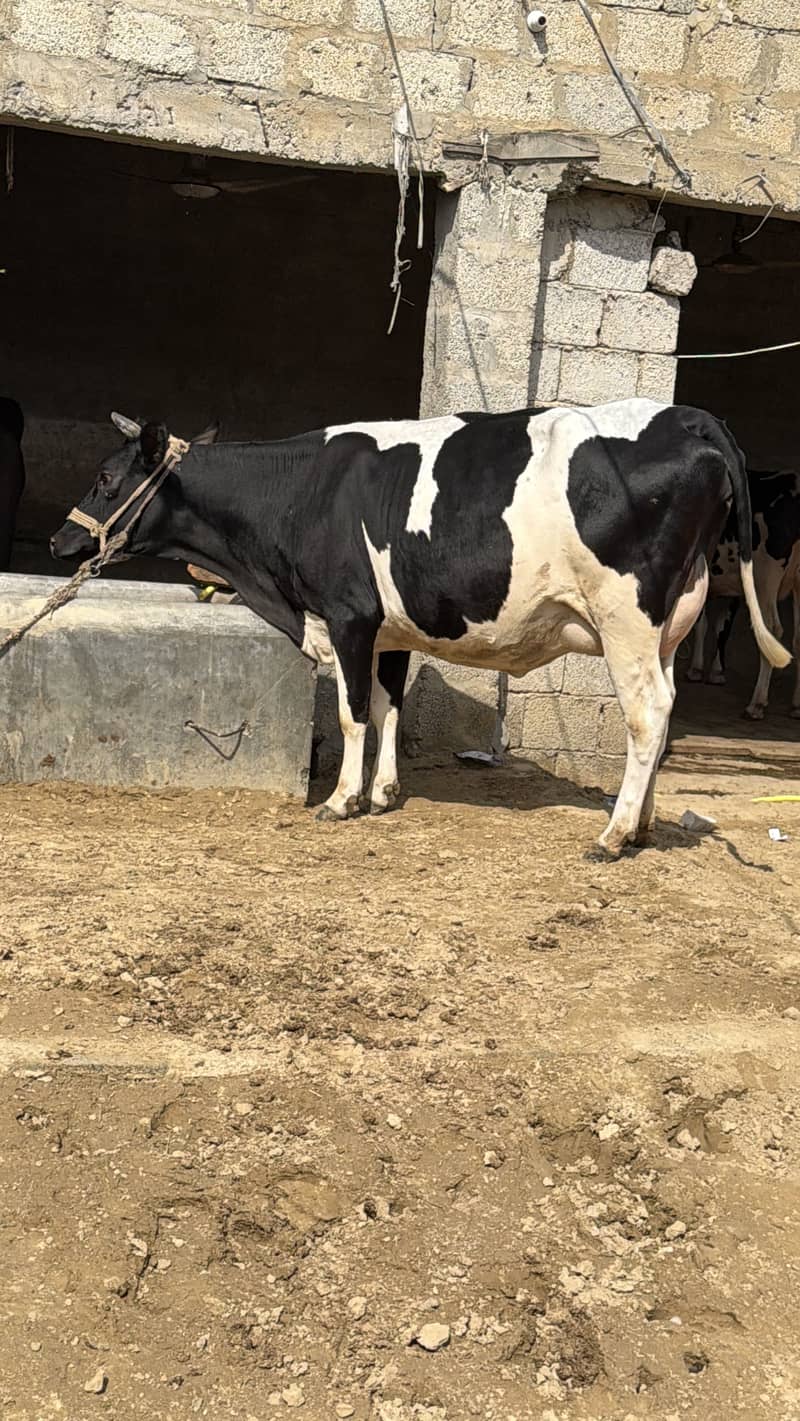 تیار گبھن ویڑی 3