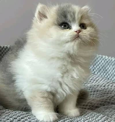 Cat | kittens | Persian | Male | Female | Pair |Wtsp me 0348 # Ö163Ö63
