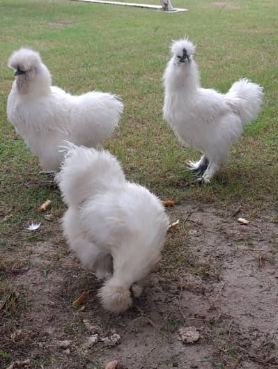 3 Silkie chickens