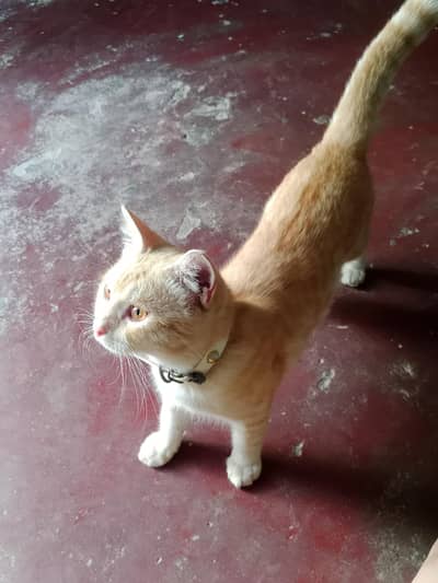 Persian cat for sale