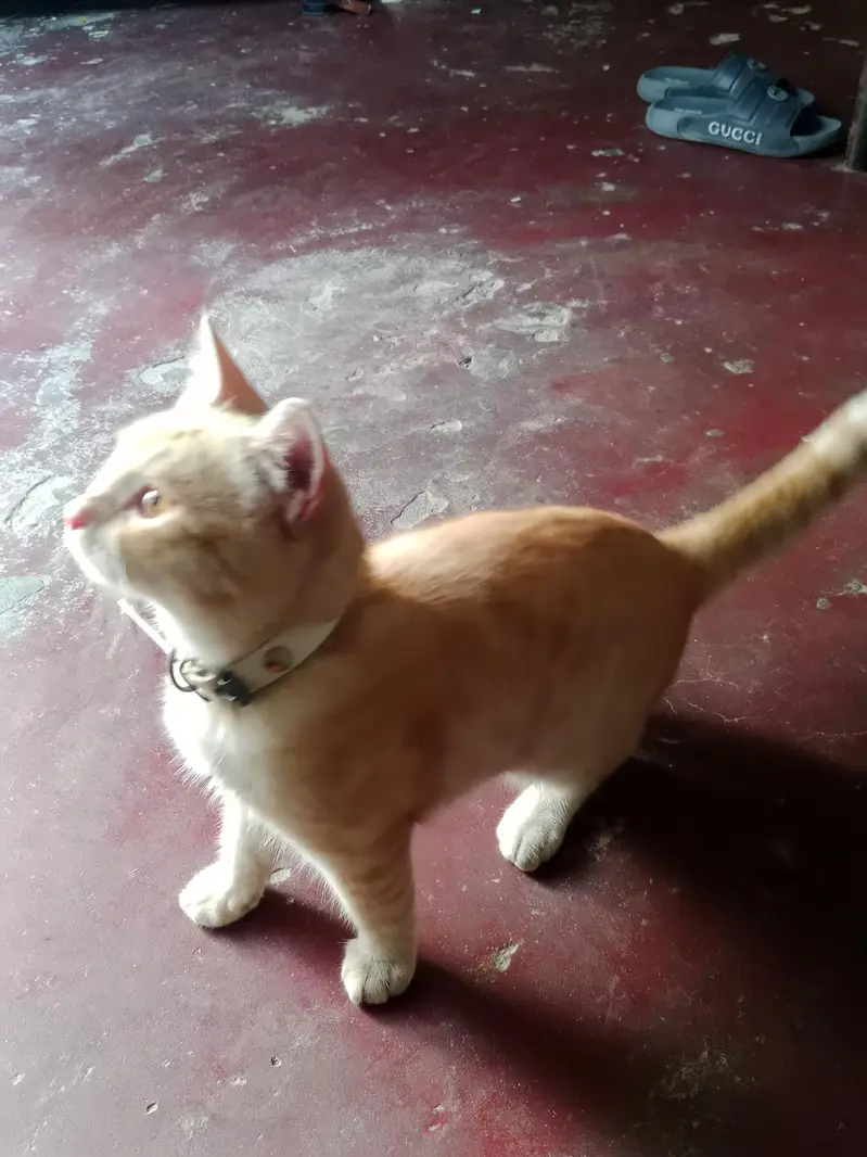 Persian cat for sale — photo 2
