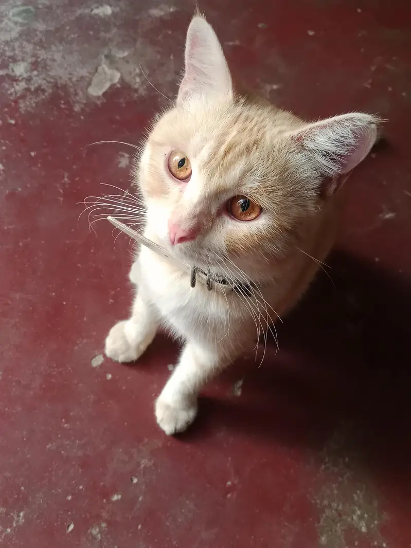Persian cat for sale — photo 3
