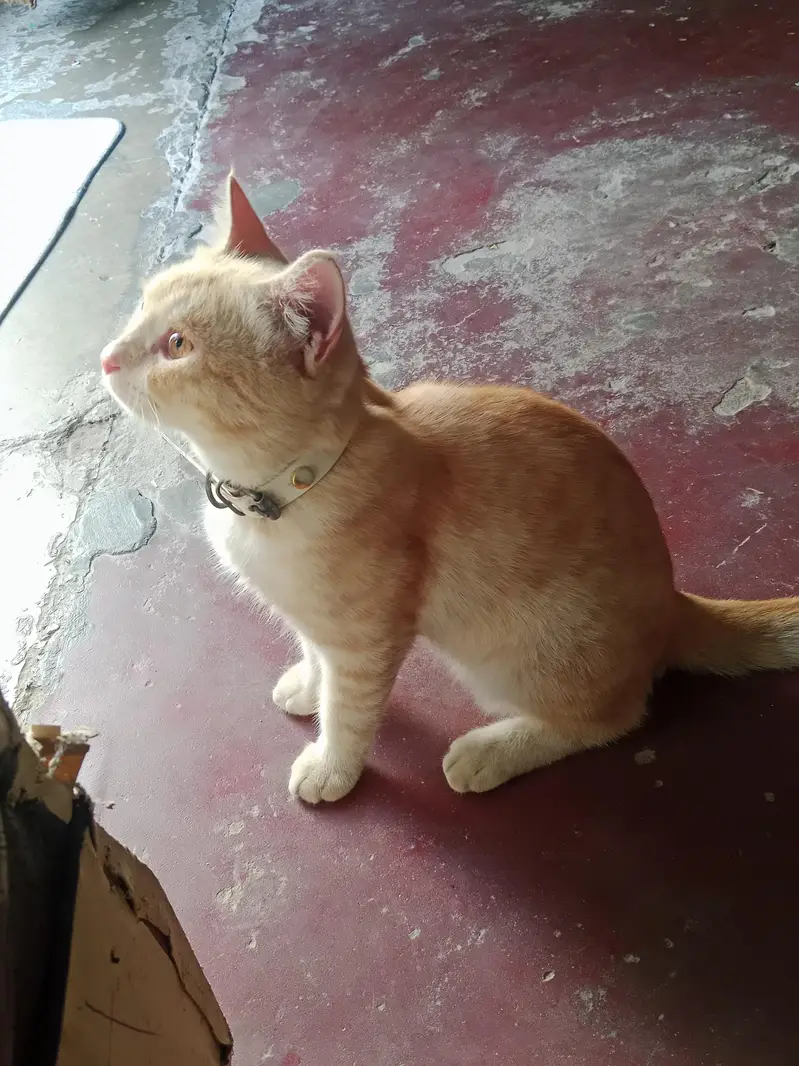 Persian cat for sale — photo 4