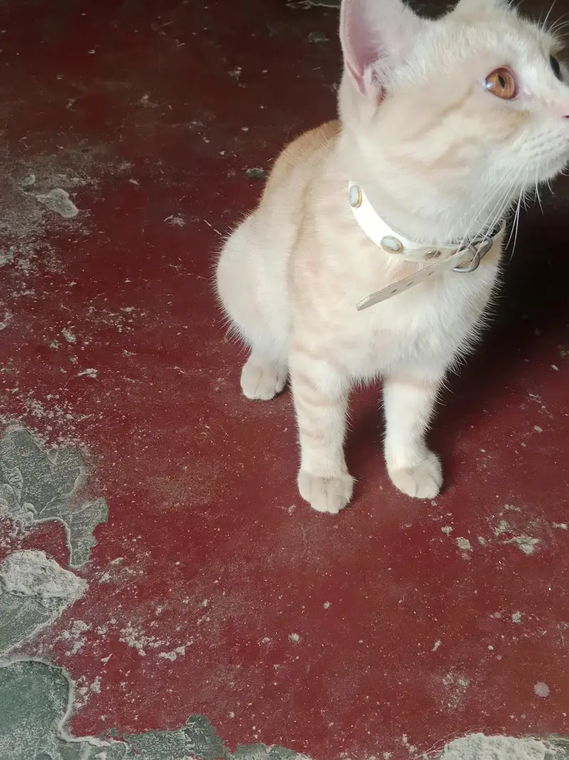 Persian cat for sale — photo 5