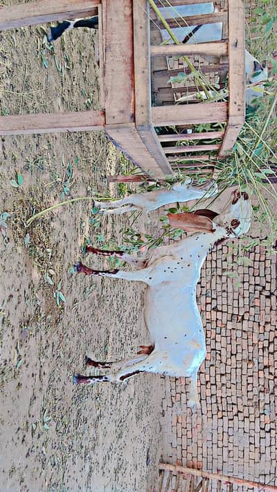 12 bakriyan aur bakry for sale