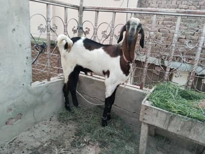 Bakra for sale
