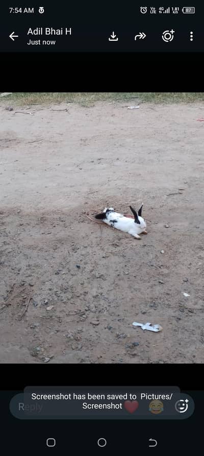 4 rabbits urgent sale