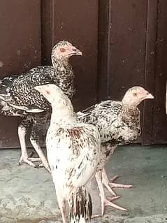Aseel Males and females