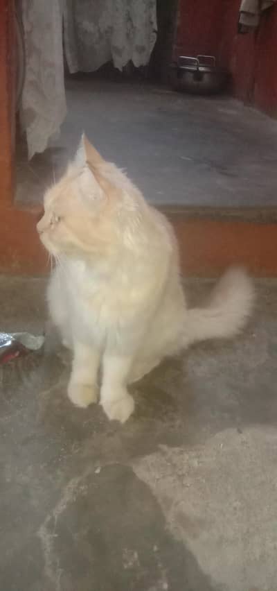 Persian Billi hai jo ek mahine hua ha
