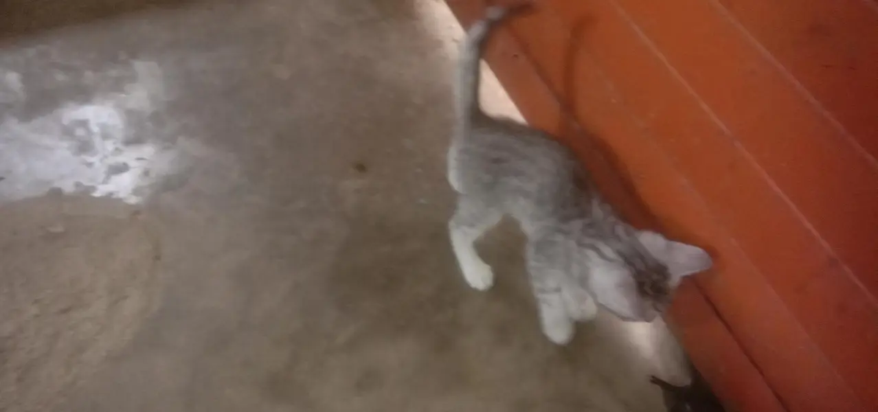 Persian Billi hai jo ek mahine hua ha — photo 2