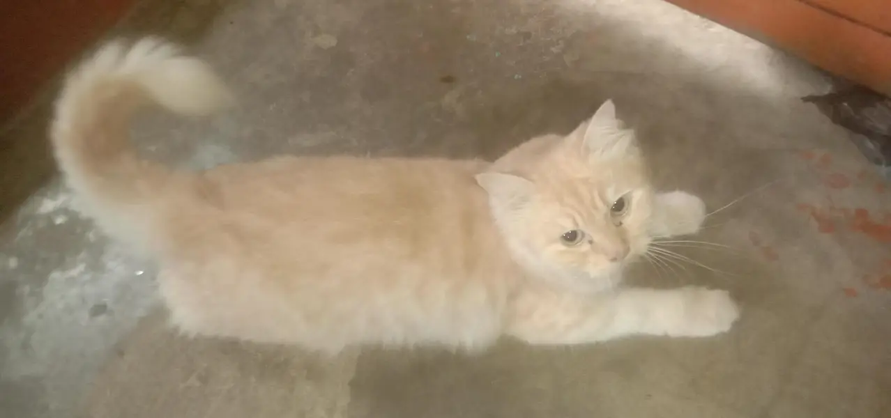 Persian Billi hai jo ek mahine hua ha — photo 3