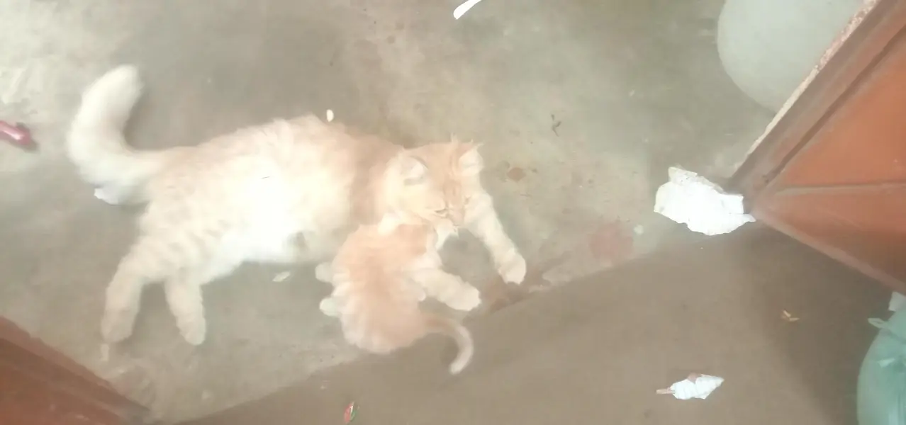 Persian Billi hai jo ek mahine hua ha — photo 4