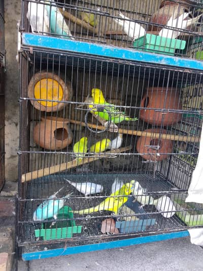 Australian Parrot for Sale – Healthy & Active