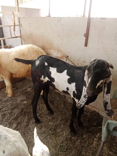 available 4 teeth beetal male goat