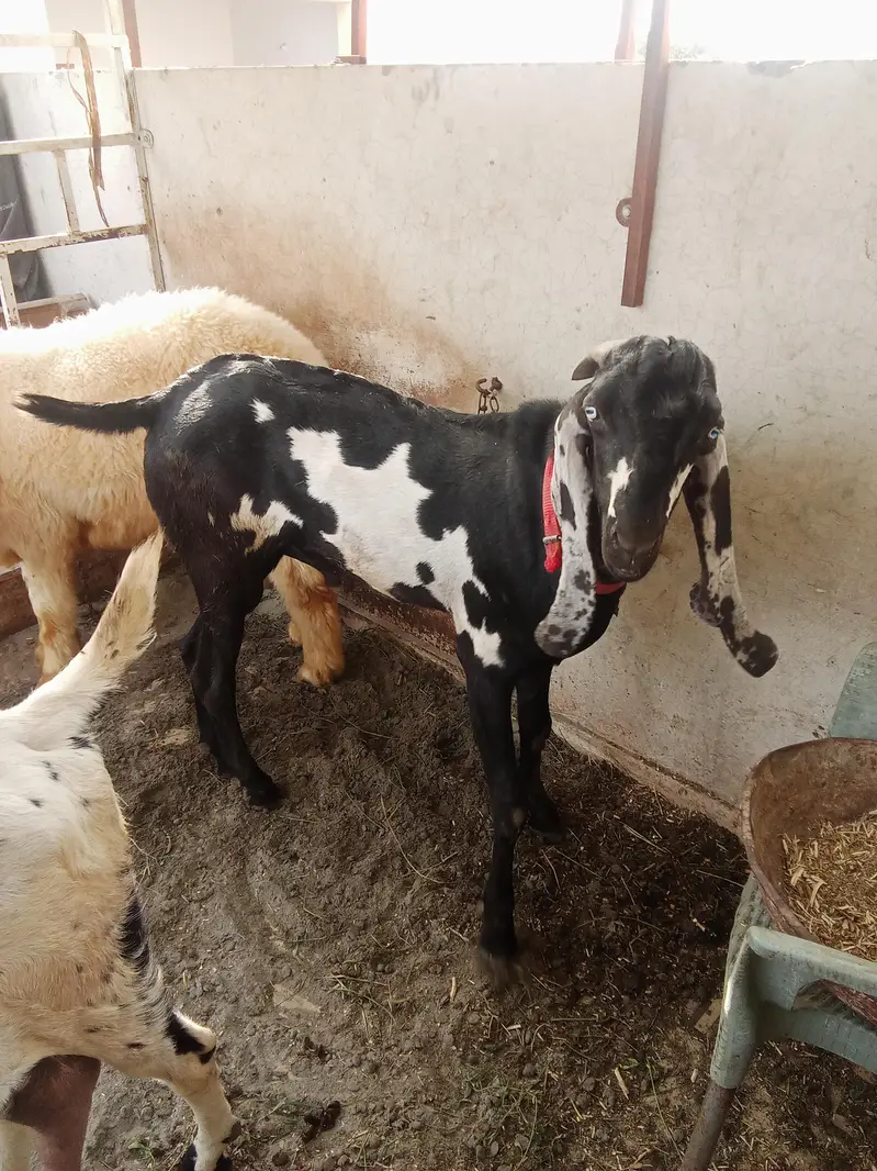 available 4 teeth beetal male goat — photo 2