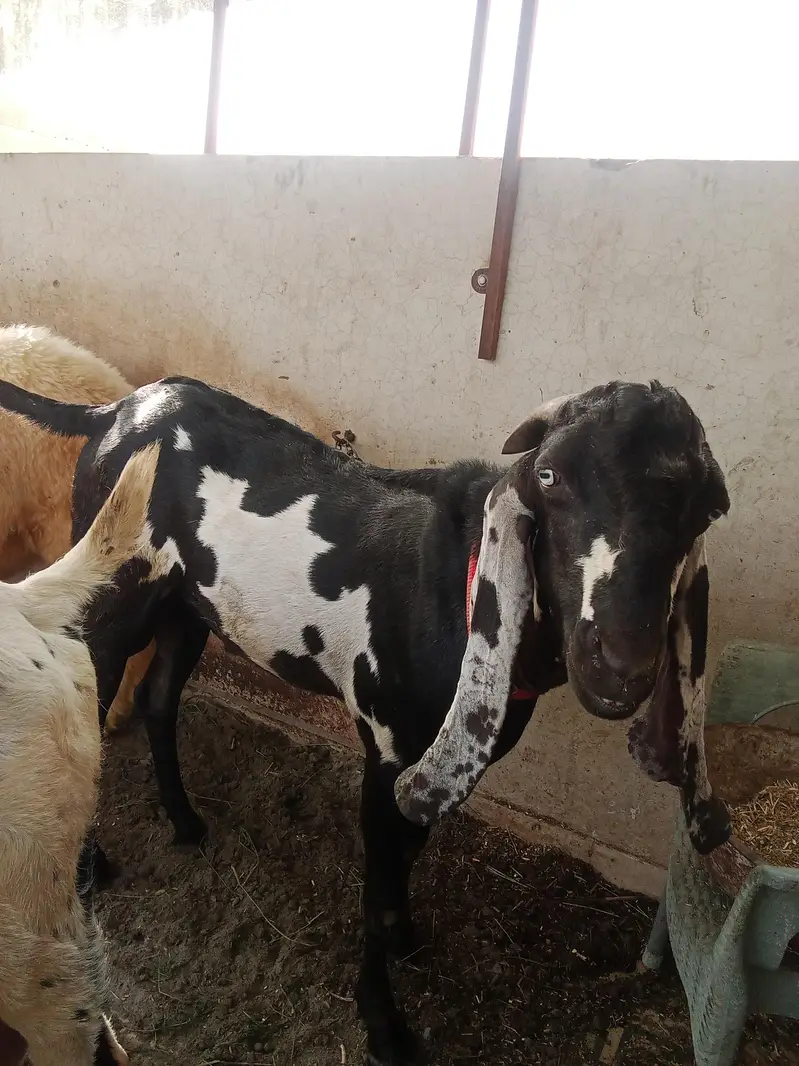 available 4 teeth beetal male goat — photo 3