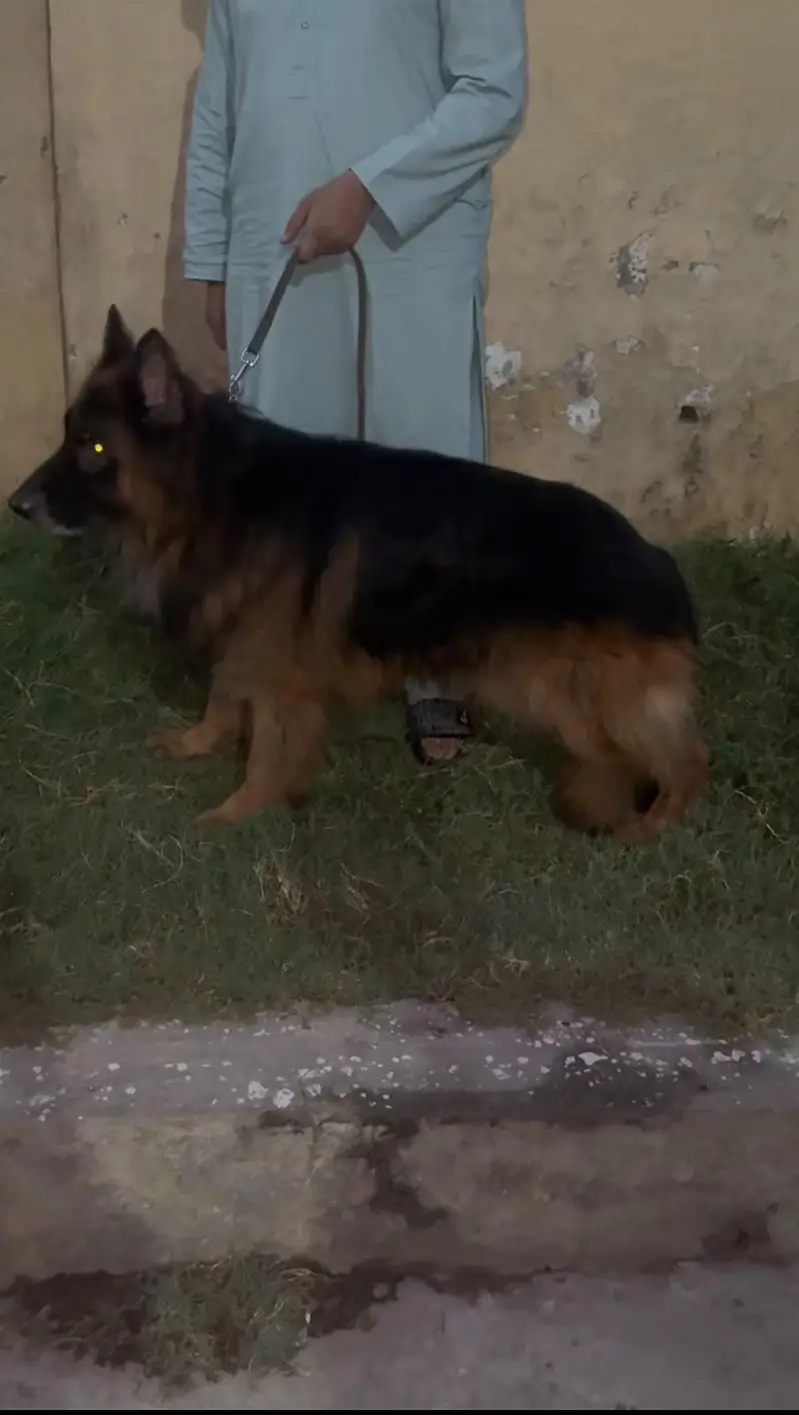 Top Quality Longcoat Male — photo 2