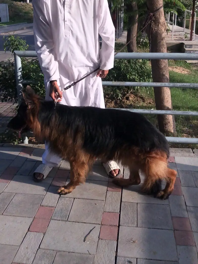 Top Quality Longcoat Male — photo 4