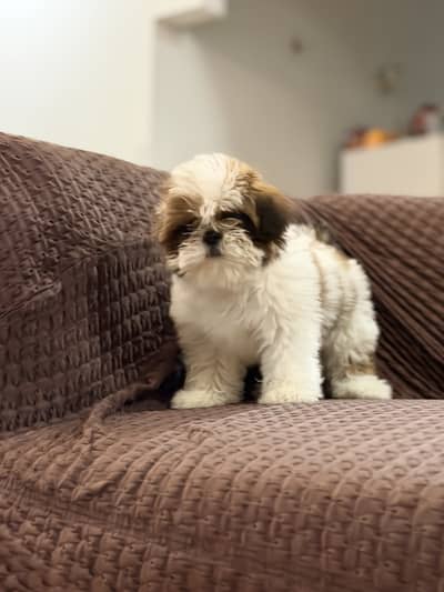 Shitzu puppy 2.5 months