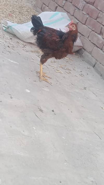 Desi murgiyan or murghy for sale o32o2725494