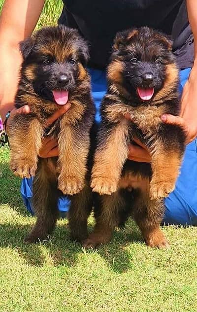 German shepherd long coat puppies
