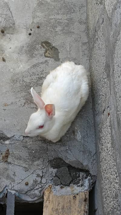breader Rabbits