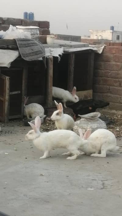 Rabbits Red eyes black eyes white color brown colour rabbit