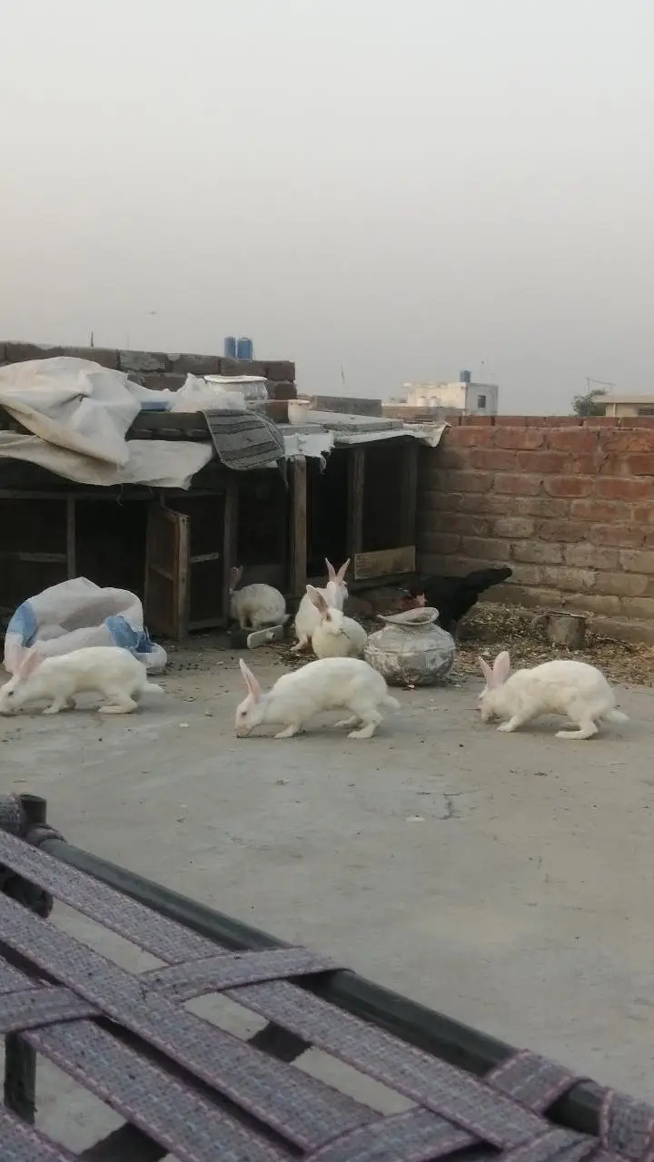 Rabbits Red eyes black eyes white color brown colour rabbit — photo 2