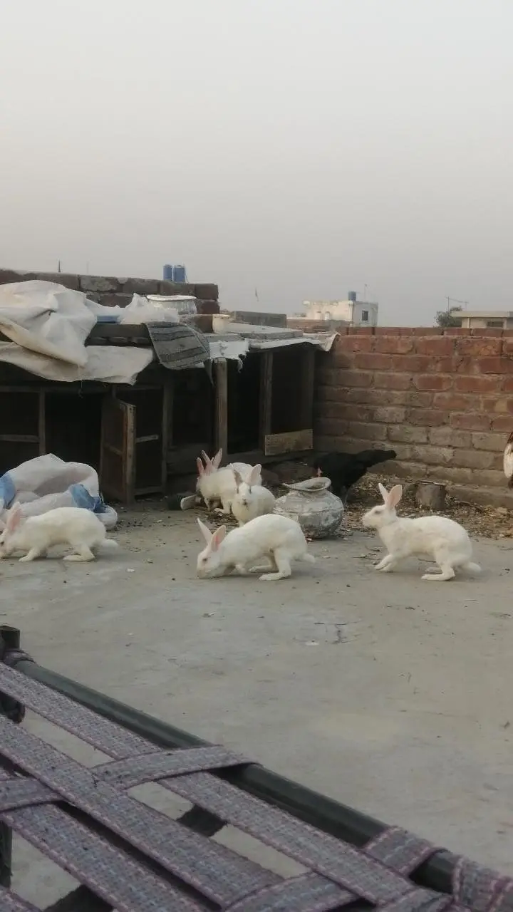 Rabbits Red eyes black eyes white color brown colour rabbit — photo 3
