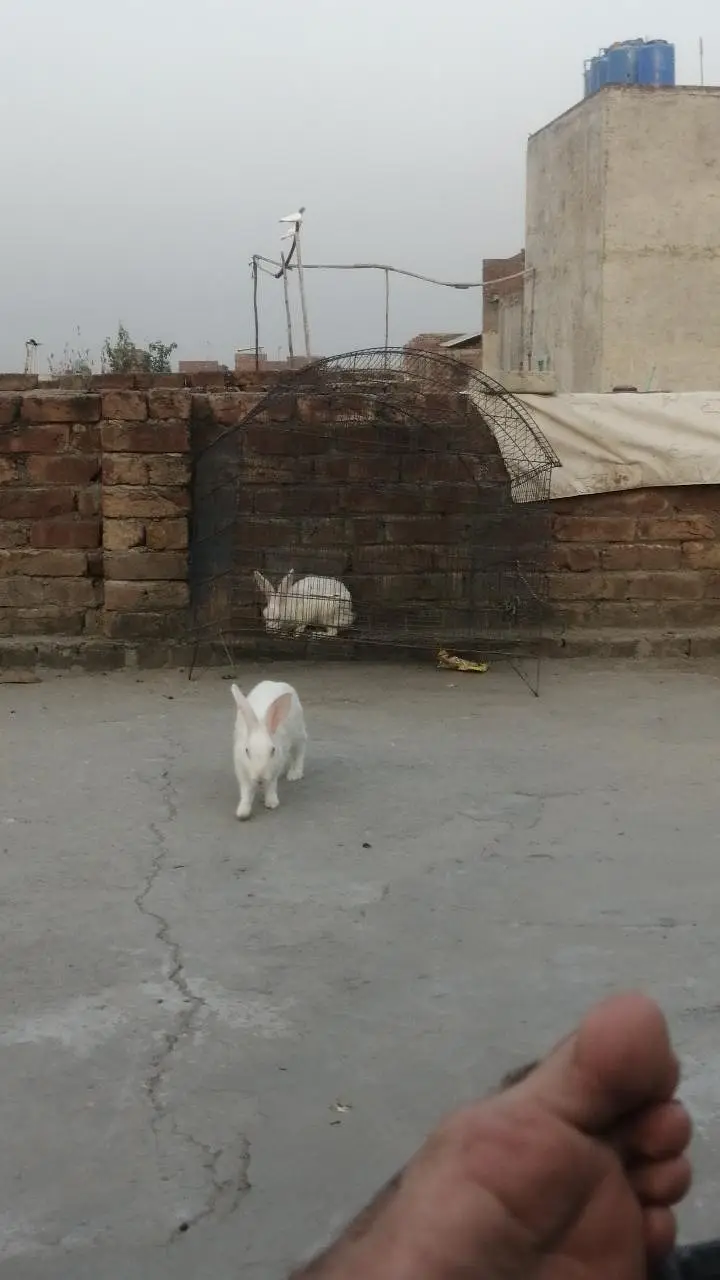 Rabbits Red eyes black eyes white color brown colour rabbit — photo 4
