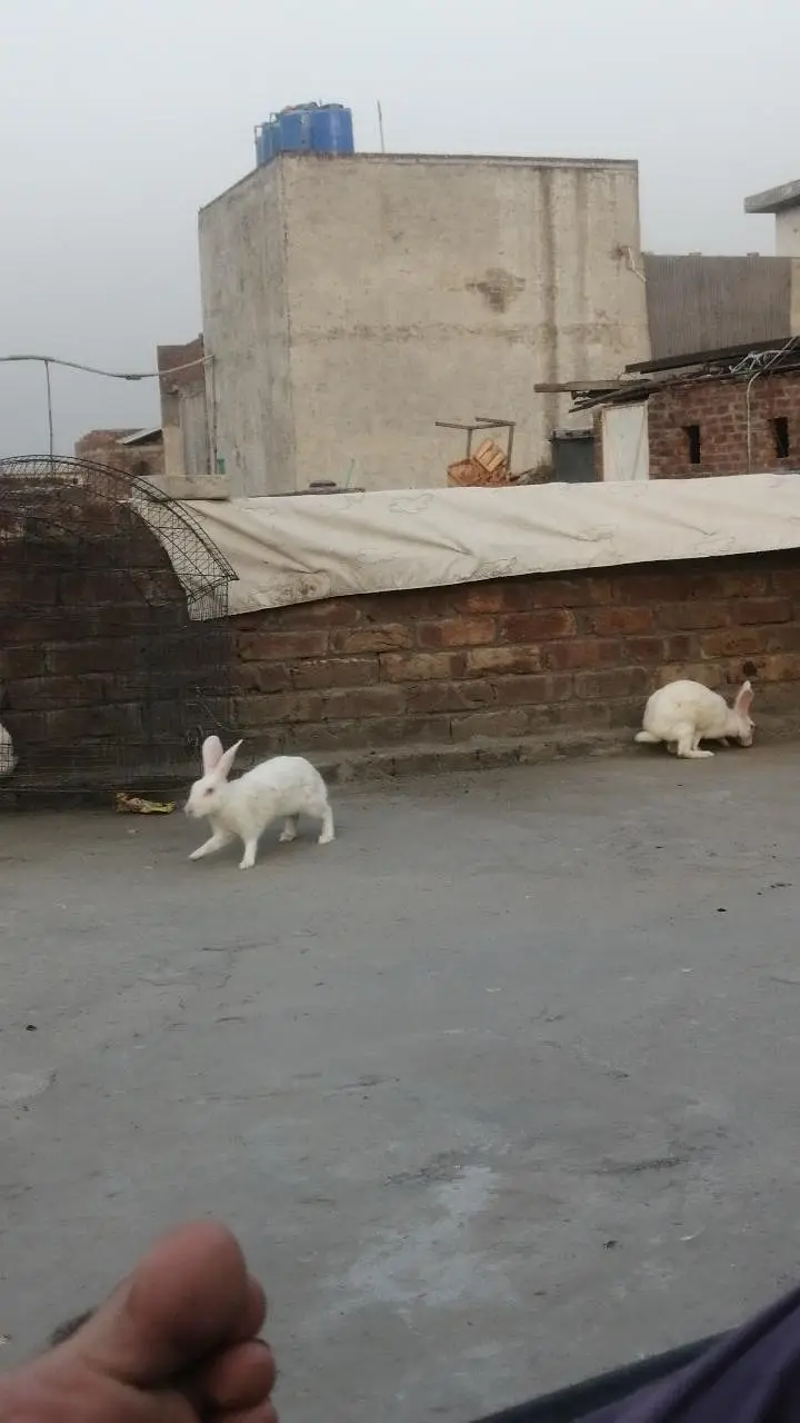 Rabbits Red eyes black eyes white color brown colour rabbit — photo 5