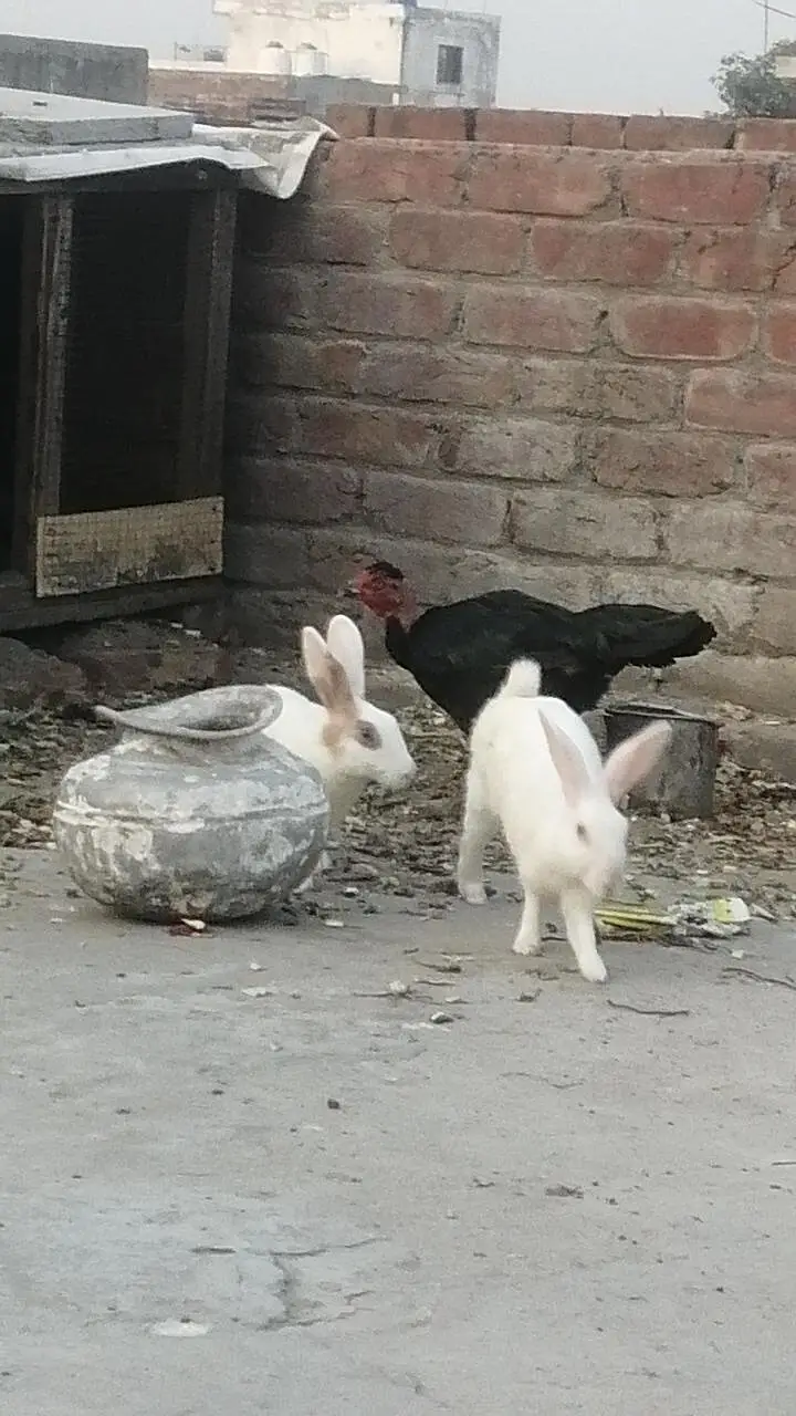 Rabbits Red eyes black eyes white color brown colour rabbit — photo 6