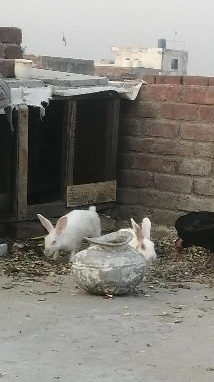 Rabbits Red eyes black eyes white color brown colour rabbit — photo 7
