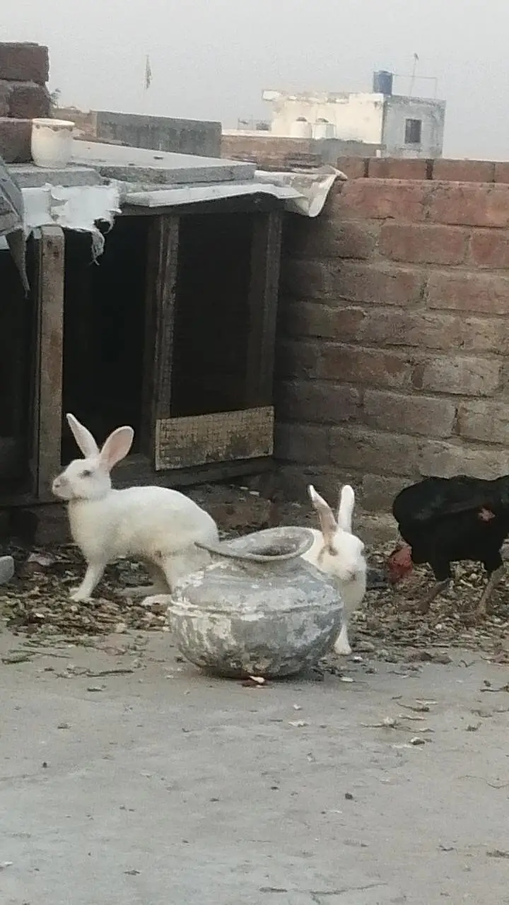 Rabbits Red eyes black eyes white color brown colour rabbit — photo 8