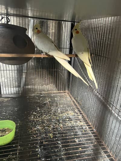 aoa cocktail breeder piar avalibal breed ki video mil jy gi