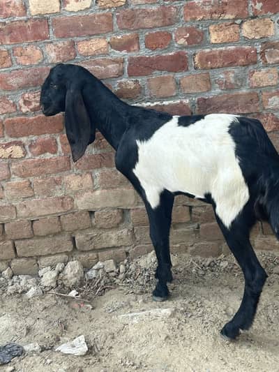 Dasi bakri argent sale gosht ki kemat per