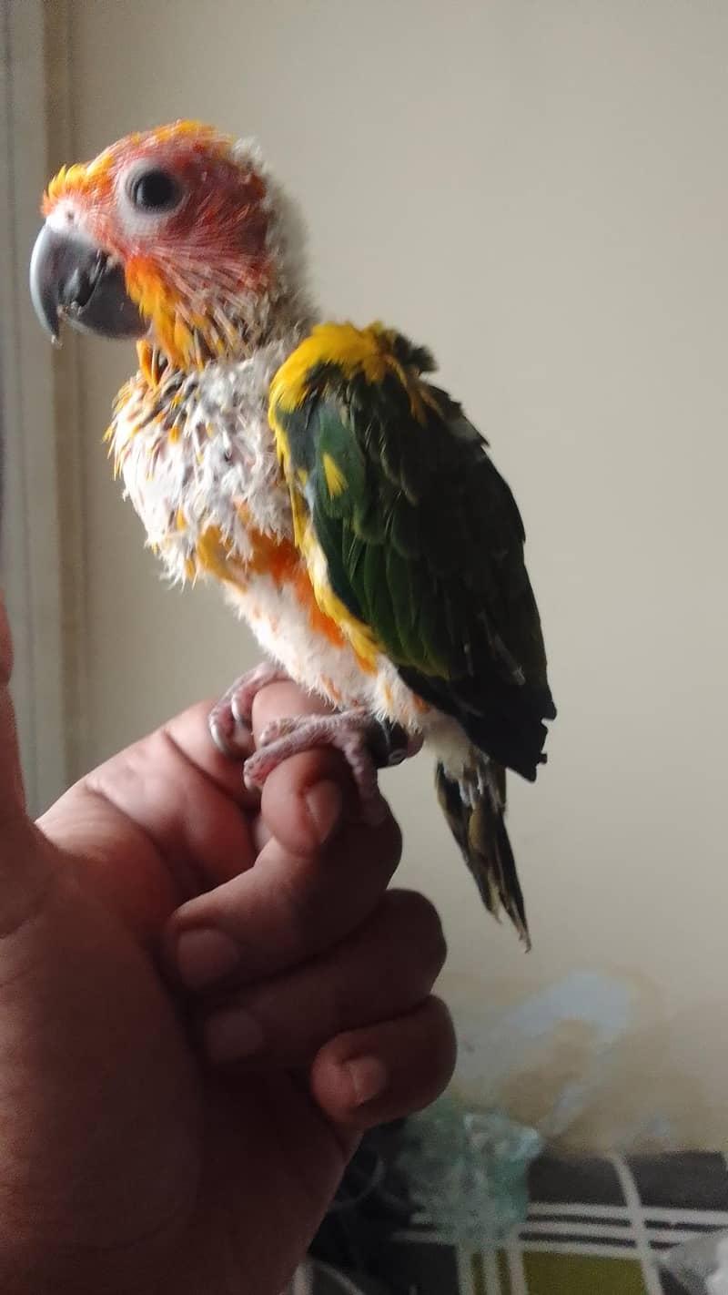 Sun Conure Chick 0