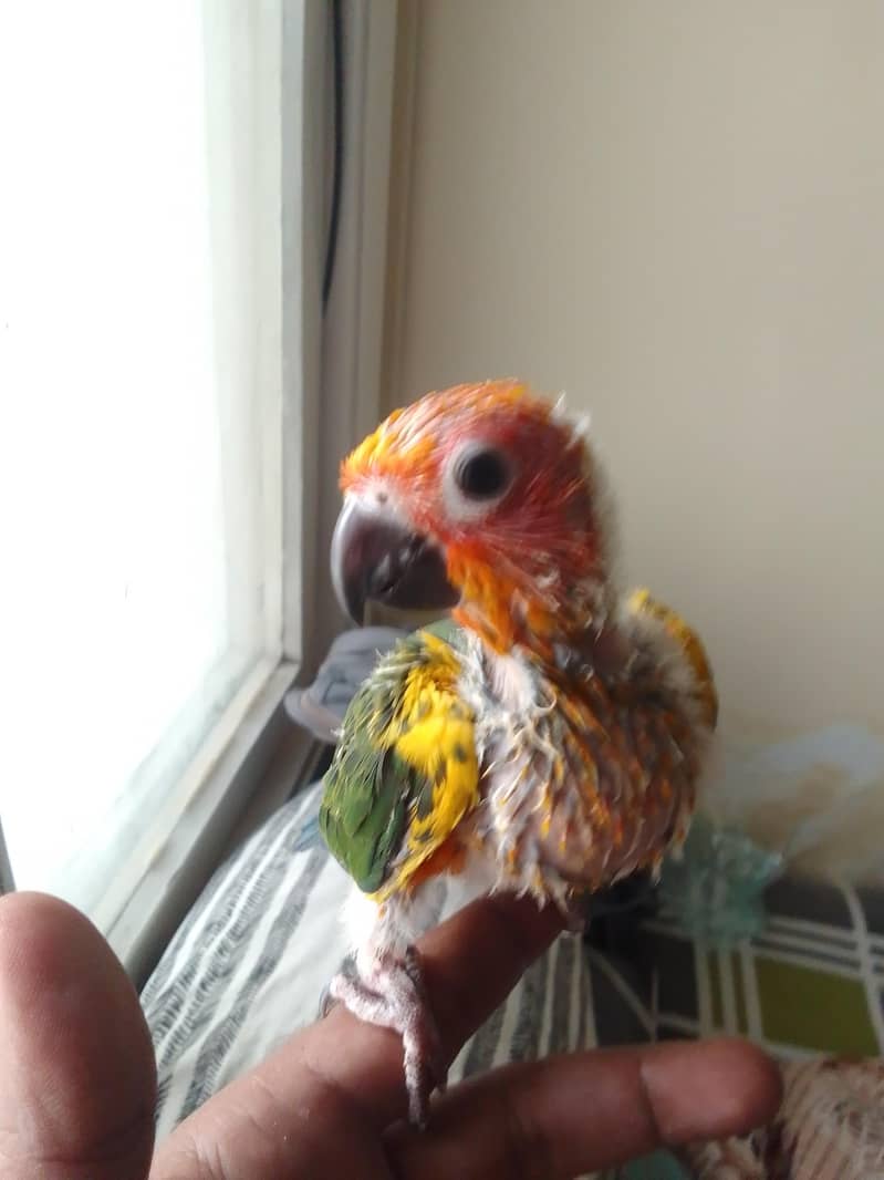 Sun Conure Chick 1