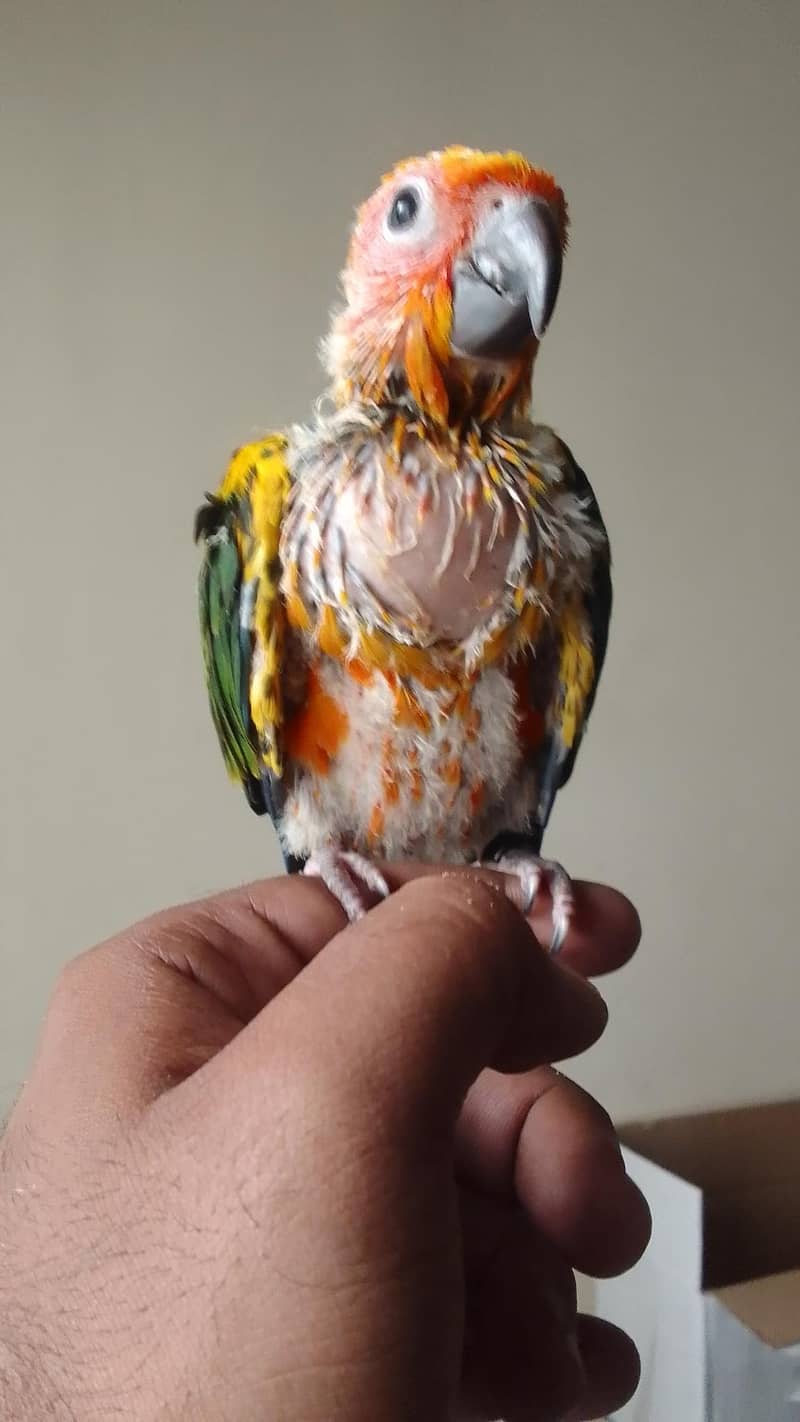 Sun Conure Chick 2