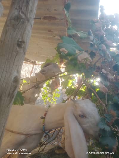 Pair of asli goats