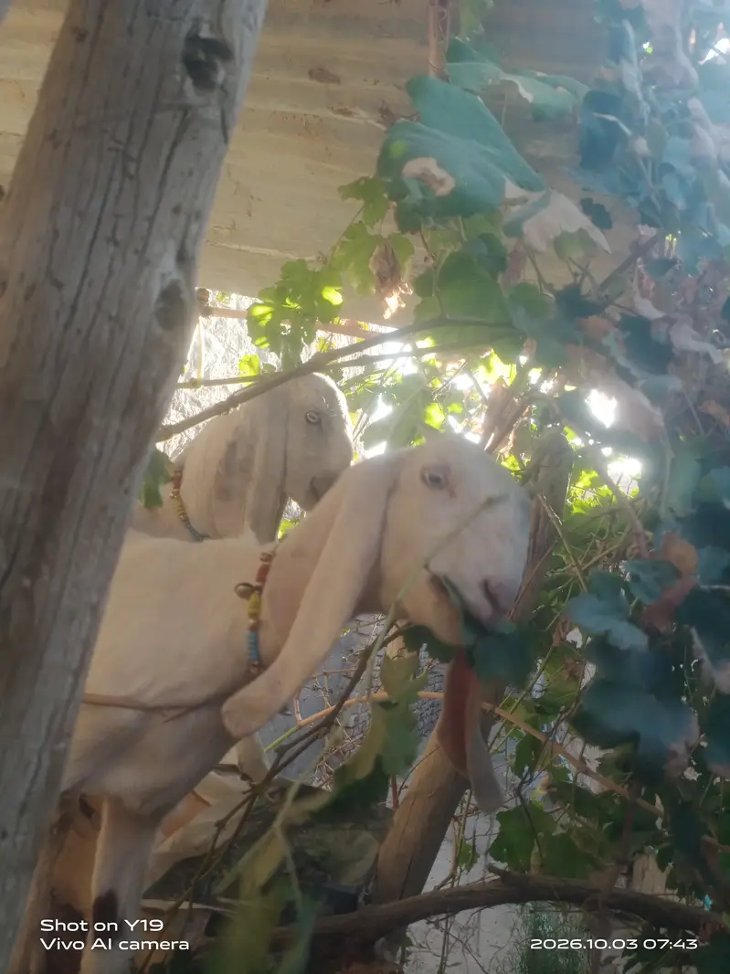 Pair of asli goats — photo 2