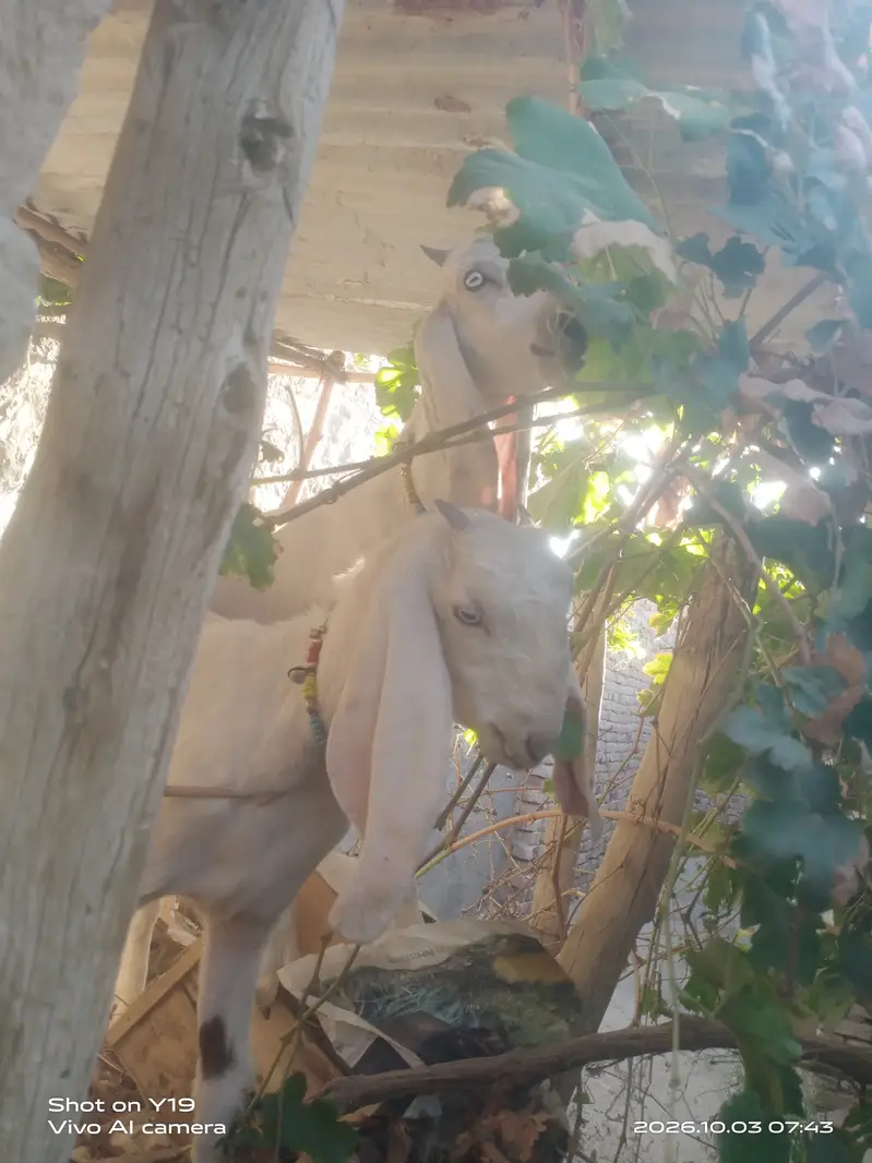 Pair of asli goats — photo 3