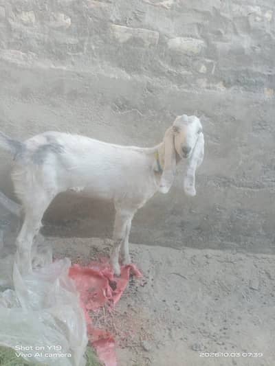 Pair of asli goats