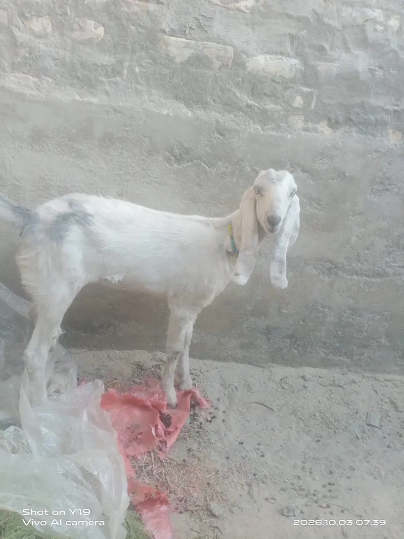 Pair of asli goats — photo 4