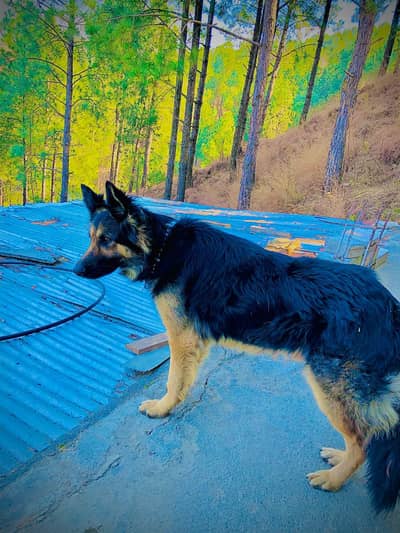 German shepherd dog available for sale